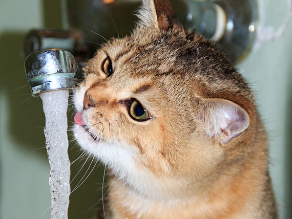 cat crystals in urine diet