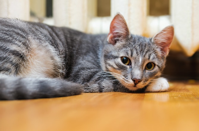 7 Ways to Help Your Pet Fight Cancer | petMD
