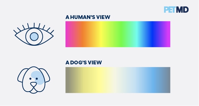 are dogs color blind to red