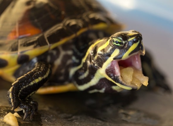 What Do Pet Turtles Eat?
