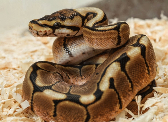 types of domestic snakes