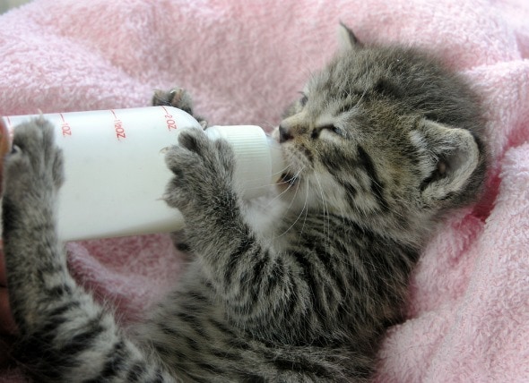 what to give baby kittens