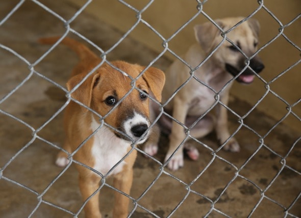 Adopting Free Puppies Vs Buying Puppies For Sale Petmd Petmd