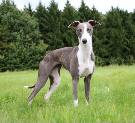 Whippet Dog Breed for Cat People