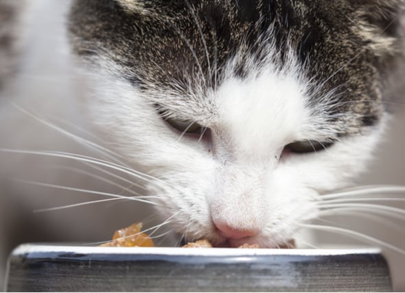Whisker Fatigue in Cats What it is and How to Help PetMD