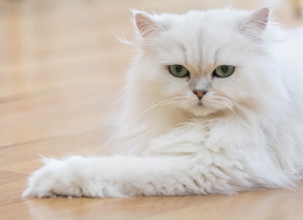 What You Need to Know Before Bringing Home a Persian Cat | PetMD