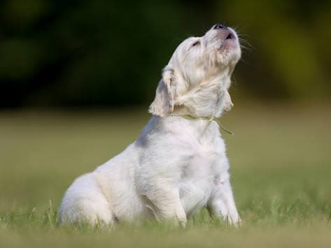 Why would a dog howl for no reason