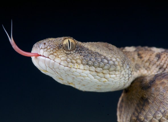 why-snakes-use-their-tongue.jpg