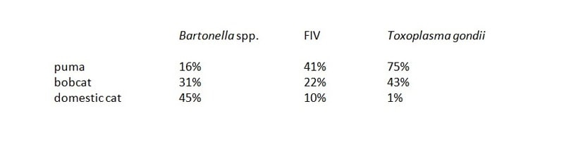 zoonotic disease in cats, wildlife disease transmission,