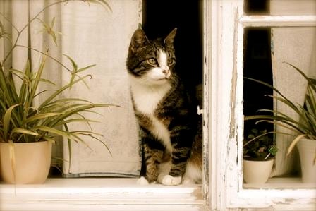 indoor cat, cat in window, vaccines for indoor cats, rabies risk for indoor cats, cat in wondow