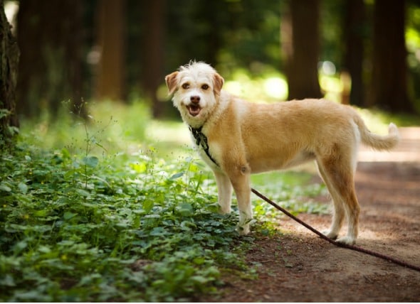 home remedies for lyme disease in dogs