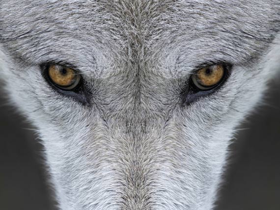 The Coywolf Is It A Dog A Wolf Or A Coyote