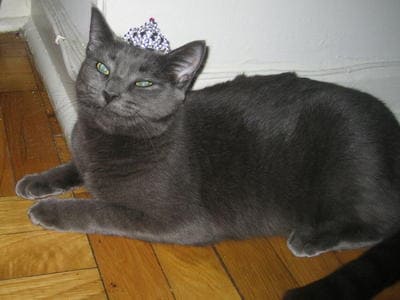 russian blue siberian mix