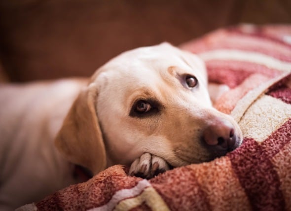 can you give dogs ibuprofen or tylenol for pain