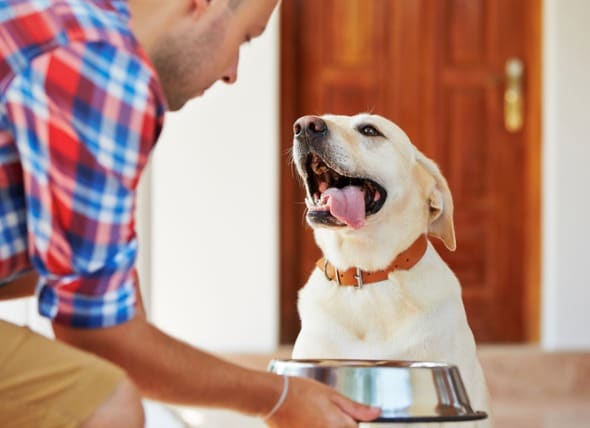 Calculate How Much to Feed Your Dog