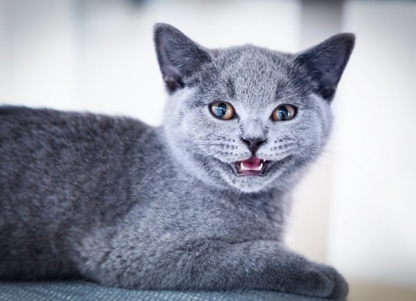 Gum Disease in Cats | PetMD