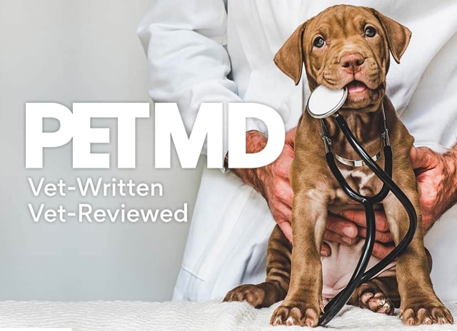 petMD Survey Reveals Pet Owners No Longer Believe Animal Shelter Myths